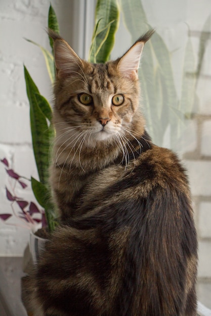 Retrato de un gatito Maine Coon sentado en un alféizar