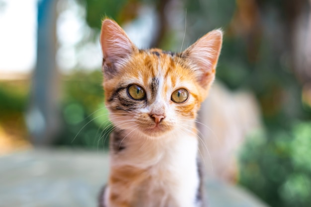 Retrato de un gatito manchado de jengibre con un largo bigote