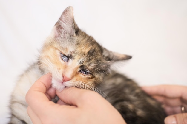 Foto retrato de un gatito multicolor con ojos ciegos mutilados, que está siendo acariciado por sus manos. un voluntario salvó a un gatito. detener la crueldad animal