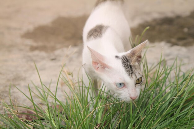 Retrato de un gatito de ojos extraños. Gato blanco con ojos de diferentes colores.