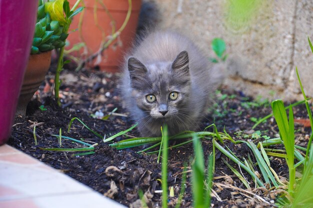 Retrato de un gatito por las plantas