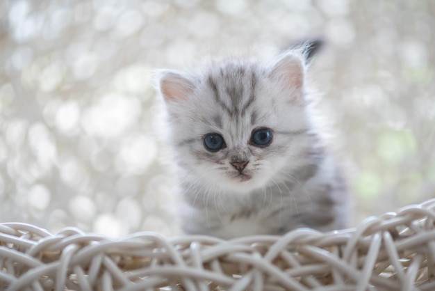 Foto retrato de un gatito en primer plano