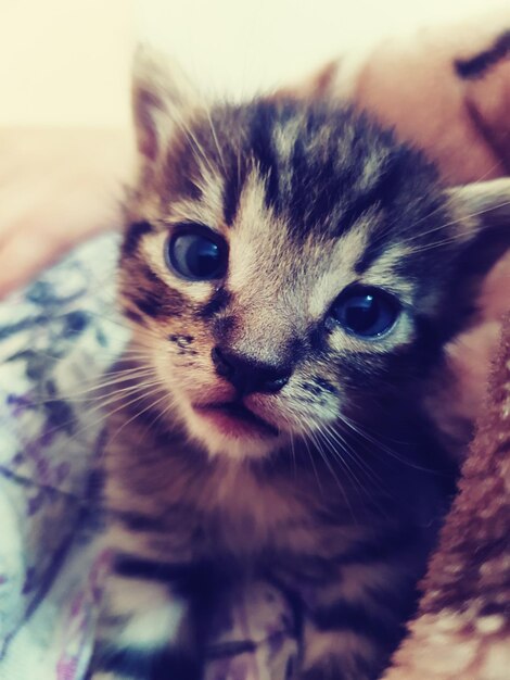 Foto retrato de un gatito en primer plano