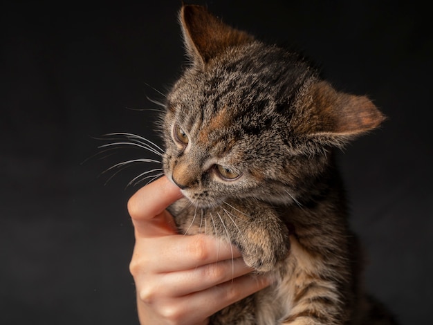 Retrato de un gatito que se sienta en sus brazos y mira a lo lejos