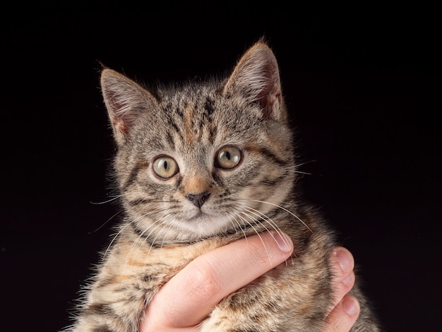 Retrato de un gatito que se sienta en sus brazos y mira a lo lejos