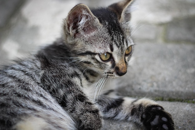 Foto retrato de gatito rayado gris