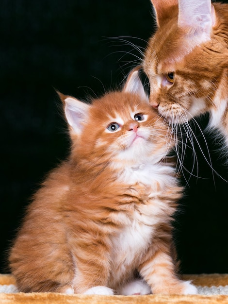 Retrato de un gatito rojo Maine Coon doméstico con un gato adulto Gato peludo con su madre en fondo negro Gato joven adorable y curioso que mira hacia otro lado