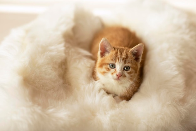 Foto retrato de gatito rojo