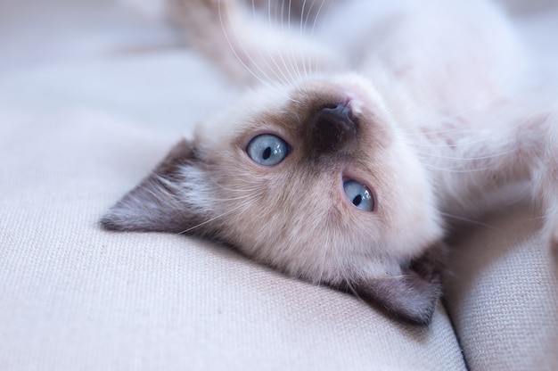 Foto retrato de gatito siamés tumbado en la cama