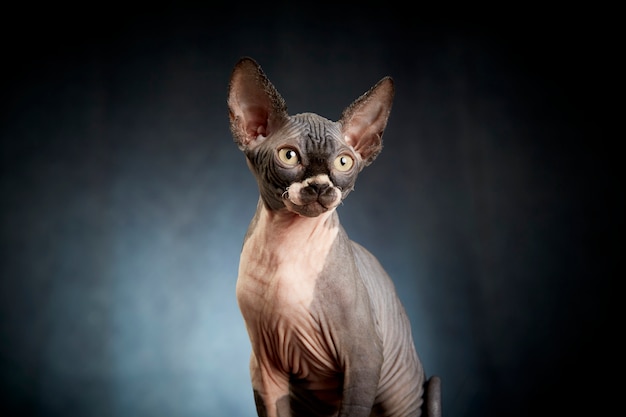 Retrato de gatito Sphynx