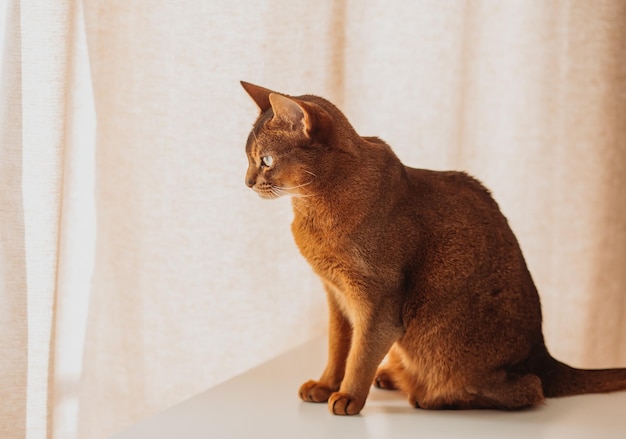 Retrato de un gato abisinio sobre un fondo claro