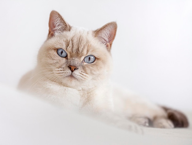 retrato de un gato acostado en una cama con los ojos abiertos