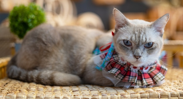 Retrato de gato acostado sobre la mesa en casa