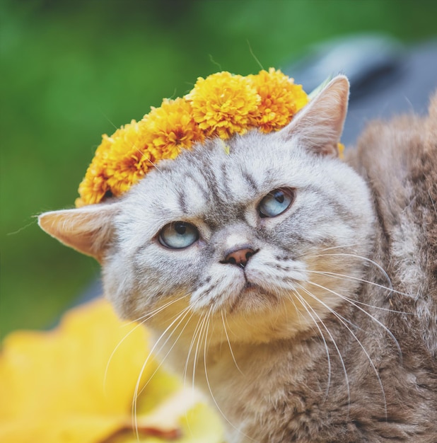 Retrato de un gato al aire libre en otoño