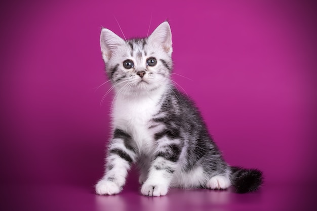 Retrato de un gato americano de pelo corto en la pared de color