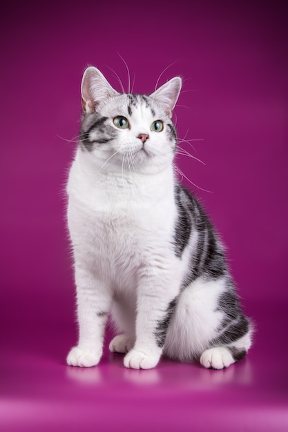 Retrato de un gato americano de pelo corto en la pared de color