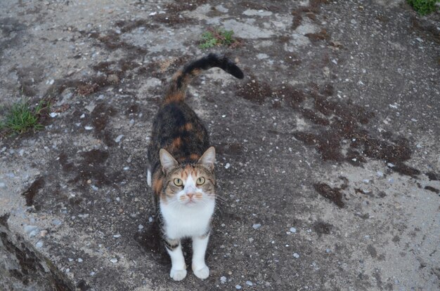 Foto retrato de gato con ángulo alto