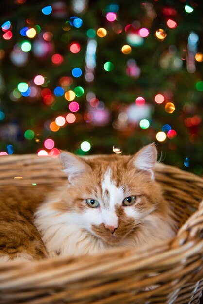 Foto retrato de gato en el árbol de navidad