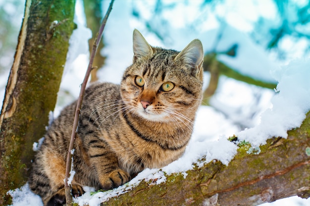 Retrato de gato en el árbol nevado en invierno