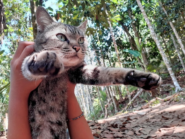 Foto retrato de un gato en un árbol