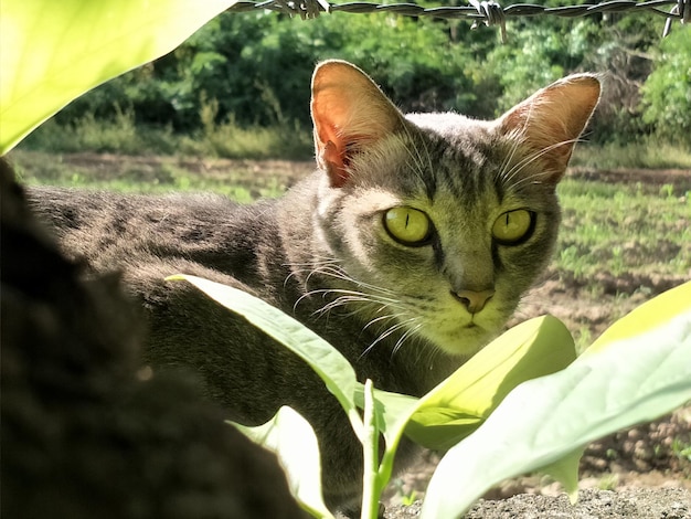 Foto retrato de un gato en un árbol