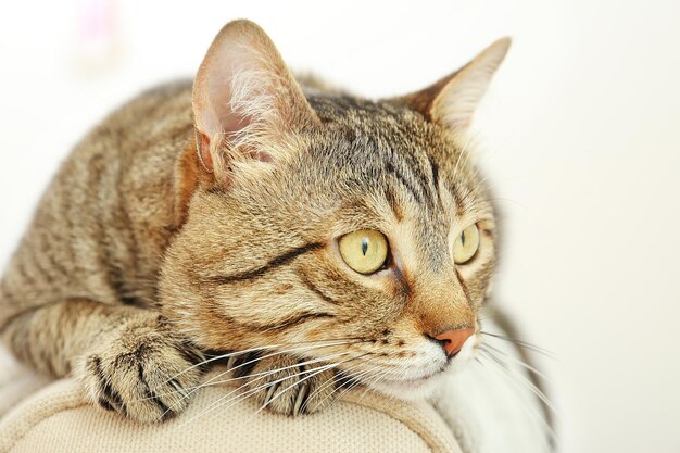 Retrato de gato atigrado gris aislado en blanco