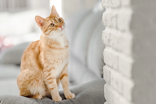 Retrato de gato atigrado jengibre sentado en el sofá