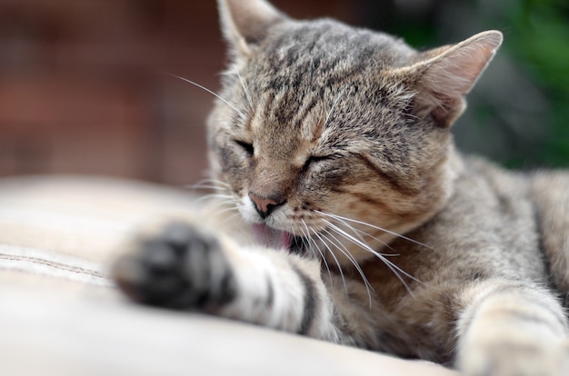 Retrato de gato atigrado sentado y lamiendo su cabello al aire libre y se encuentra en el sofá marrón