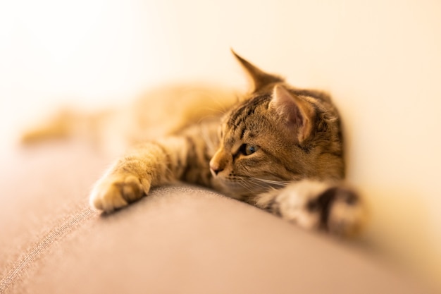 Retrato de un gato atigrado