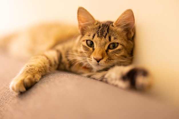 Retrato de un gato atigrado