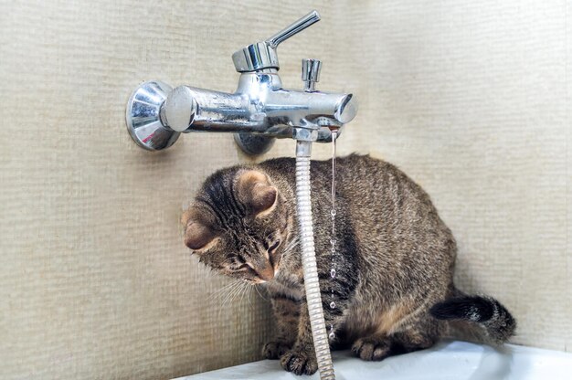 Retrato de un gato en un baño con grifo.