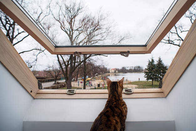 Retrato de un gato de Bengala doméstico. El gatito mira por el tragaluz detrás del cual se puede ver el parque.