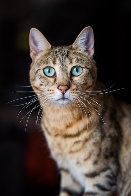 Retrato de un gato de Bengala, gato mirando. Gato con increíbles ojos verdes, de cerca