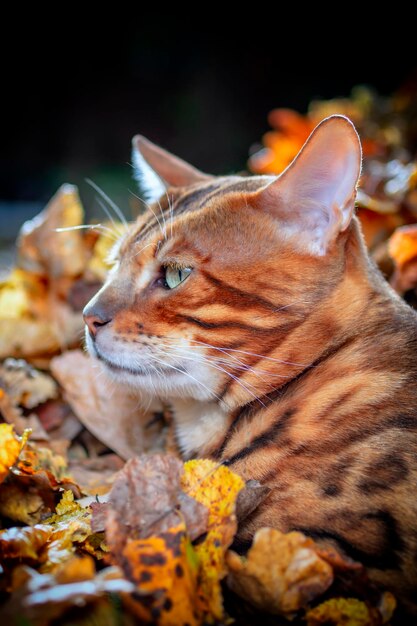 Retrato de un gato de Bengala