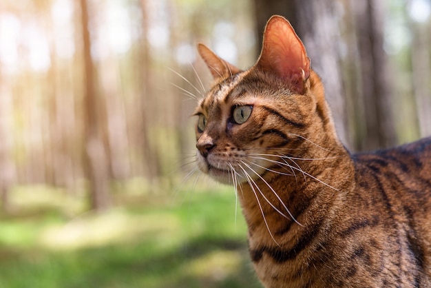 Retrato de un gato bengalí doméstico para dar un paseo por el bosque.