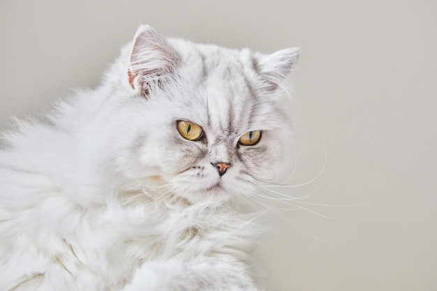 Retrato de gato blanco británico de pelo largo sobre un fondo beige Closeu