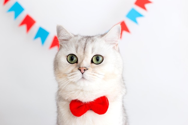 Foto retrato de gato blanco con una corbata de moño roja sentada sobre un fondo blanco bajo pequeñas banderas multicolores