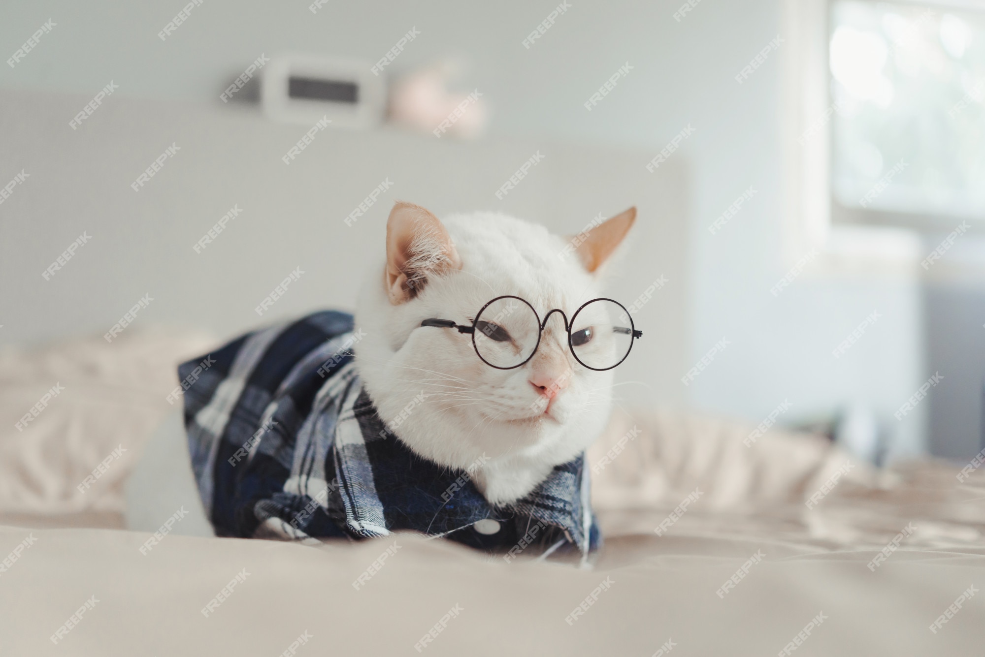 Эстетичные коты в очках