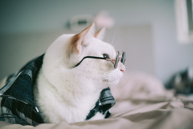 Retrato de gato blanco con gafas