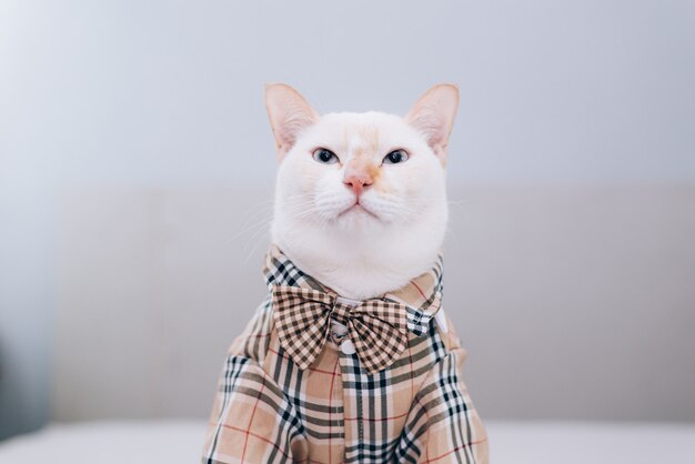 Retrato de gato blanco con gafas