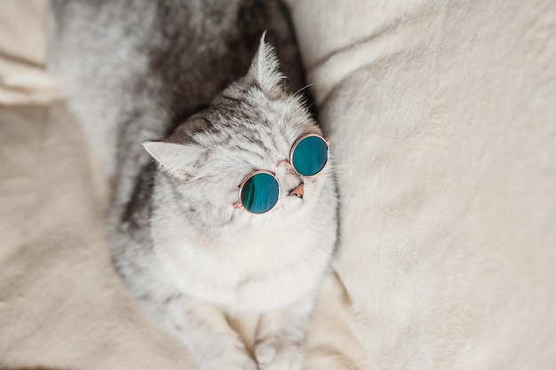 Retrato de gato blanco con gafasconcepto de moda para mascotasGato blanco acostado en la cama