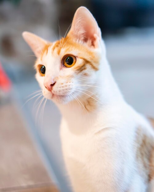 Retrato de un gato blanco y marrón con ojos marrones