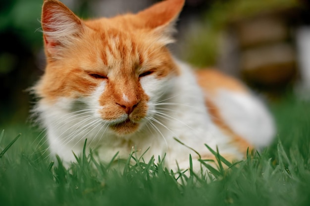 Retrato de un gato blanco y naranja esponjoso tirado en un prado verde con los ojos cerrados