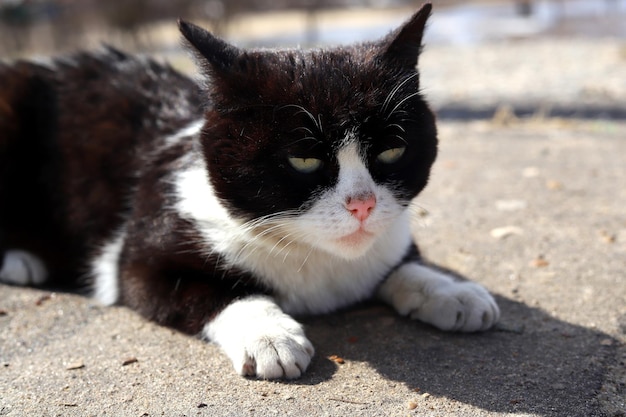 Retrato de gato blanco y negro al aire libre