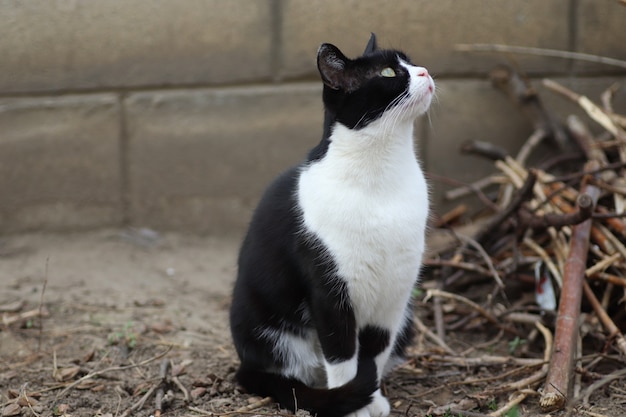 Retrato de un gato blanco y negro en un día soleado