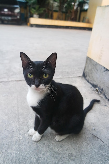 retrato de un gato blanco y negro con ojos verdes