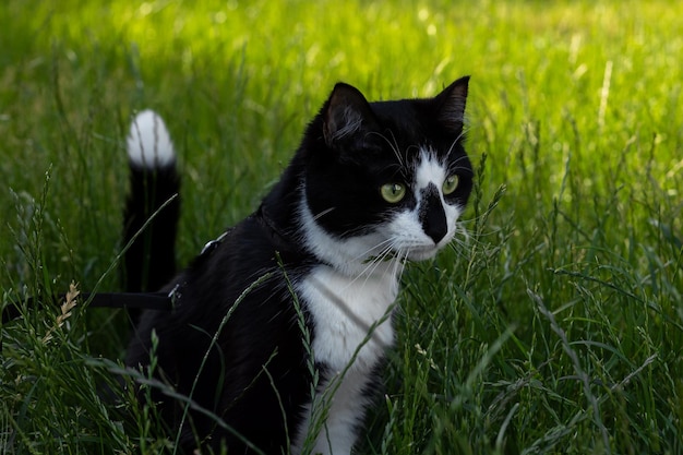 Retrato de un gato blanco y negro sobre un fondo de hierba verde