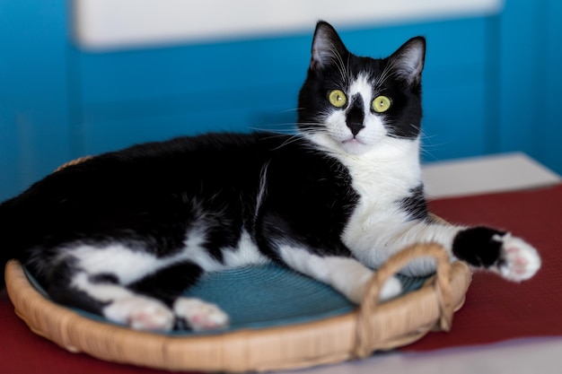 Retrato de un gato blanco y negro sorprendido.