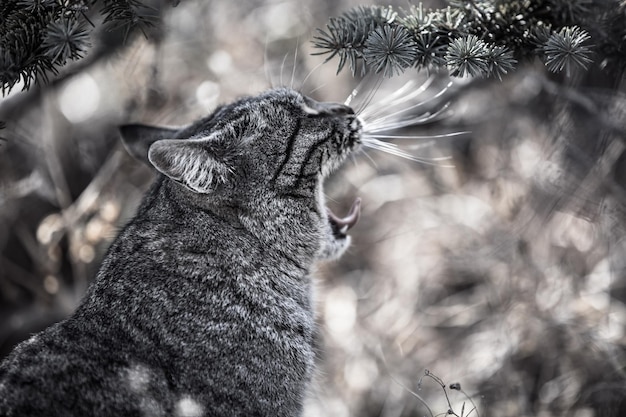 Retrato de gato blanco y negro