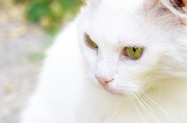 retrato de gato blanco con ojos verdes sentado en la hierba verde hora de veranoel lindo gatito está descansandorelajarse